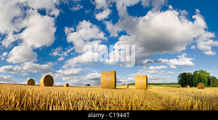 Weitwinkeleinstellung von einem gemähten Getreidefeld Rundballen Stroh unter ungewöhnliche Wolkenformationen in am Nachmittag Licht Stockfoto