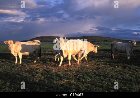 Frankreich, Cote d ' or, Kuhherde Stockfoto