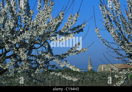 Frankreich Vaucluse Kirsche Bäume in Blüte steht in der Nähe von Venasque Dorf gekennzeichnet Les Plus Beaux Dörfer de France (The Most Beautiful Stockfoto