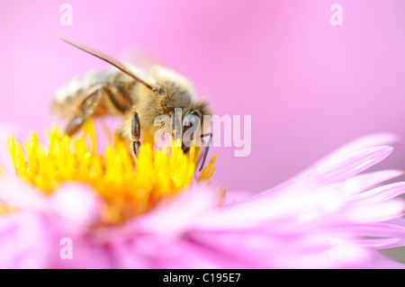 Europäische Honigbiene oder westliche Honigbiene (Apis Mellifera) sitzt auf einem Aster (Aster) Trinken Nektar Stockfoto