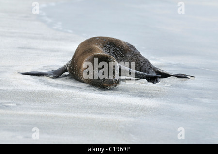 Junge kalifornische Seelöwe (Zalophus Wollebaeki), Espanola Insel, Galapagos, Ecuador, Südamerika Stockfoto