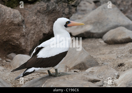 Nazca Booby (Sula Granti), Espanola Insel, Galapagos, Ecuador, Südamerika Stockfoto