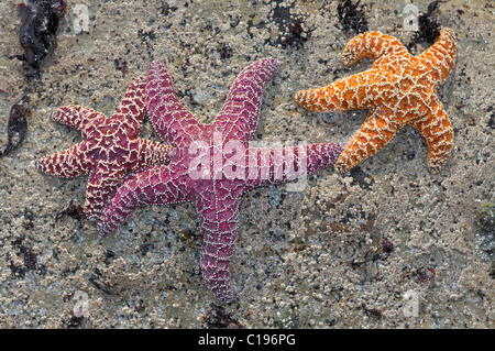 Seesterne (Echinodermata spec.) in einem Pool, links von der Flut, Olympic Nationalpark, Washington, USA, Nordamerika Stockfoto