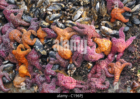 Seesterne (Echinodermata spec.) in einem Pool, links von der Flut, Olympic Nationalpark, Washington, USA, Nordamerika Stockfoto