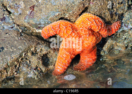 Sea Star (Echinodermata spec.) in einem Pool, links von der Flut, Olympic Nationalpark, Washington, USA, Nordamerika Stockfoto