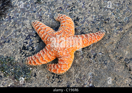 Sea Star (Echinodermata spec.) in einem Pool, links von der Flut, Olympic Nationalpark, Washington, USA, Nordamerika Stockfoto