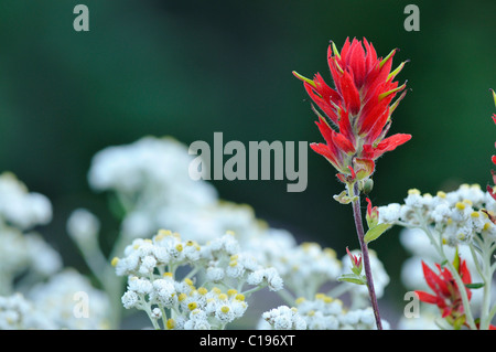 Indian Paintbrush (Castilleja Miniata), Mount-Rainier-Nationalpark, Washington, USA, Nordamerika Stockfoto