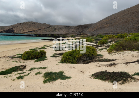 Weißen Sandstrand auf der östlichen Seite des Punta Cormoran, wo grüne Meeresschildkröten nisten lieber, Floreana Insel, Galapagos Stockfoto