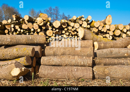 Gestapelte Pappel Baum Protokolle für Brennholz - Frankreich. Stockfoto