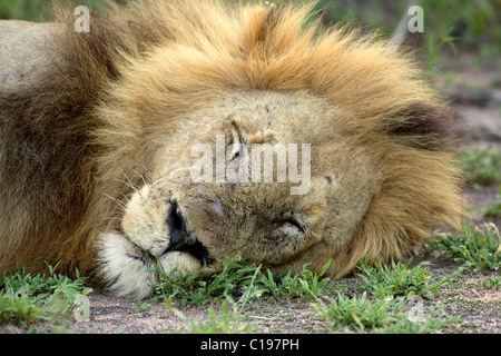 Löwen (Leo Panther), erwachsener Mann schlafen, Porträt, Sabi Sand Game Reserve, Südafrika Stockfoto