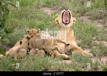 Löwe (Leo Panther), Gähnen Löwin und spielen jungen, soziale Interaktion, Sabi Sand Game Reserve, Südafrika Stockfoto