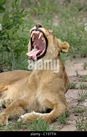 Löwe (Leo Panther), Gähnen Löwin, Sabi Sand Game Reserve, Südafrika Stockfoto