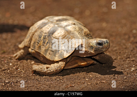 Wohnung-backed Spinne Schildkröte, Flat-schalig Spinne Schildkröte oder Madagaskar flache Schale Schildkröte (Pyxis Planicauda), Erwachsener, Stockfoto