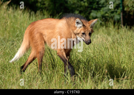 Mähnenwolf (Chrysocyon Brachyurus), Halbwüchsige, Südamerika Stockfoto