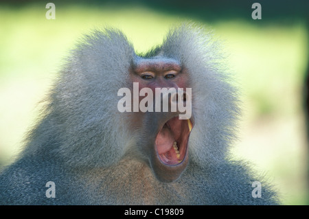 Hamadryas Pavian (Papio Hamadryas), Gähnen, Männchen, Portrait, heimisch in Afrika Stockfoto