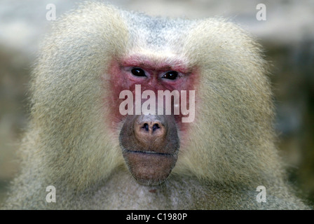 Hamadryas Pavian (Papio Hamadryas), Männchen, Porträt, ursprünglich aus Afrika Stockfoto