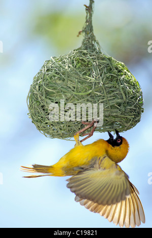 Südlichen Masked Weaver oder afrikanischen maskiert-Weber (Ploceus Velatus), Männchen unter dem Nest hängend, anzeigen Stockfoto