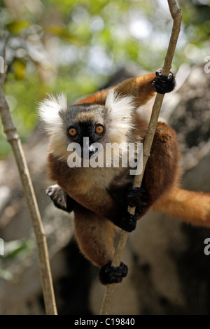 Black Lemur (Eulemur Macaco), erwachsenes Weibchen in einem Baum, Nosy Komba, Madagaskar, Afrika Stockfoto