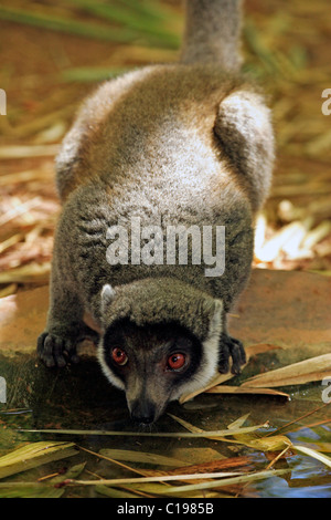 Mungo Lemur (Eulemur Mongoz), Männchen, trinken Wasser, Madagaskar, Afrika Stockfoto