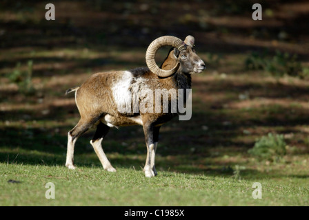 Mufflon Mufflons (Ovis Ammon Musimon), Männlich, Pfälzer Wald Wald, Deutschland, Europa Stockfoto