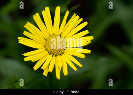 Gelben Ochsen-Auge (Buphthalmum Salicifolium), Blume, Heddesheim, Deutschland Stockfoto