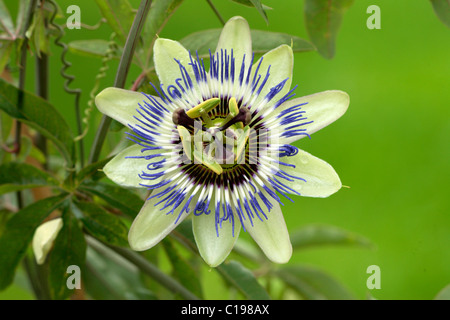 Blühende Rebe Passionsfrucht (Passiflora Edulis Forma Edulis) Stockfoto