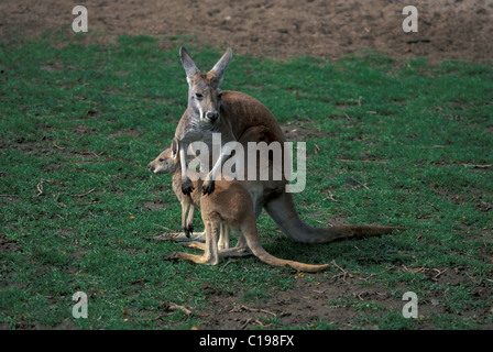 Roter Känguruh (Macropus Rufus), Erwachsene und Joey in Australien gefunden Stockfoto