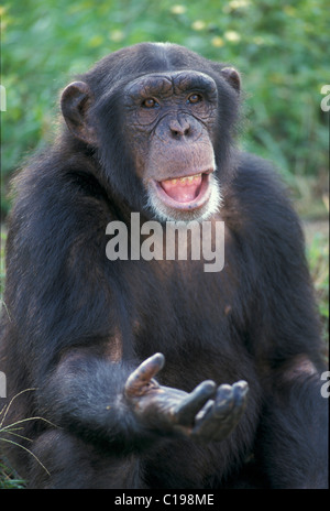 Zentral afrikanische Schimpansen (Pan t. Troglodytes), juvenile machen eine bittende Geste, Halbwüchsige, Native nach Afrika Stockfoto