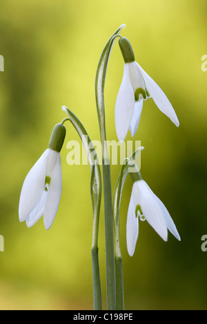 Gemeinsamen blühenden Schneeglöckchen (Galanthus Nivalis) Stockfoto