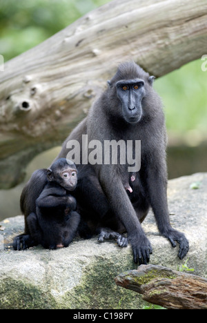 Celebes Crested Macaque oder Crested schwarz Makaken (Macaca Nigra), Erwachsene Frau mit Kleinkind, ursprünglich aus Borneo, Celebes Stockfoto