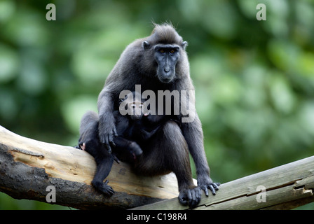 Celebes Crested Macaque oder Crested schwarz Makaken (Macaca Nigra), Erwachsene mit Kleinkind, ursprünglich aus Borneo, Celebes Stockfoto