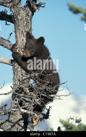 Amerikanische Schwarzbären (Ursus Americanus), Jungtier, Klettern, Montana, USA, Nordamerika Stockfoto