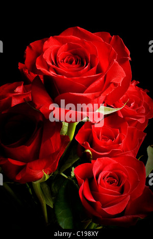 rote Rosen Stockfoto