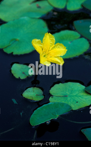 Blühende Fringed Seerose, gelbe Floating-Herz oder Wasser Fransen (Nymphoides Peltata) in einem Teich, Deutschland, Europa Stockfoto