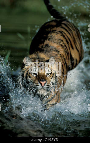 Sibirischer Tiger (Panthera Tigris Altaica), Erwachsene in Asien gefunden Sprung ins Wasser, Stockfoto