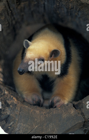 Südlichen Tamandua oder weniger Ameisenbär (Tamandua Tetradactyla), Erwachsene, aus ihrem Loch, native zu suchen: Südamerika Stockfoto