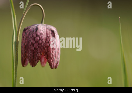 Fritillary oder Schlange den Kopf Fritillary (Fritillaria Meleagris) Stockfoto