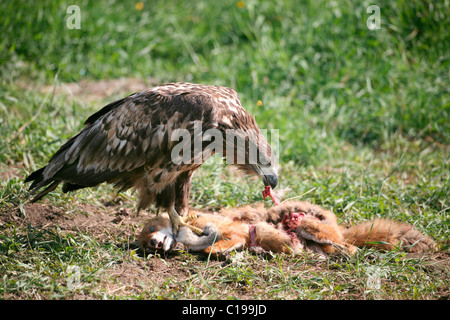 White-tailed Eagle oder Seeadler (Haliaeetus Horste), 2-j hrige Jungvogel, juvenile Gefieder, Fütterung auf einen Fuchs Stockfoto