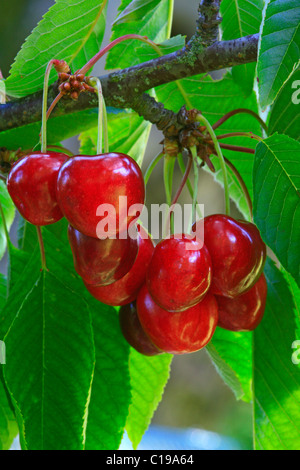 Reife Süßkirschen an einem Baum hängen Stockfoto