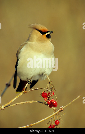 Böhmische Seidenschwanz (Bombycilla Garrulus) thront auf einem Ast mit Wasser Elder Beeren in seinem wintering Boden Stockfoto