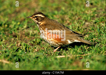 Rotdrossel (Turdus Iliacus) auf einer Wiese in seiner wintering Boden, Insel Texel, Holland, Niederlande, Europa Stockfoto