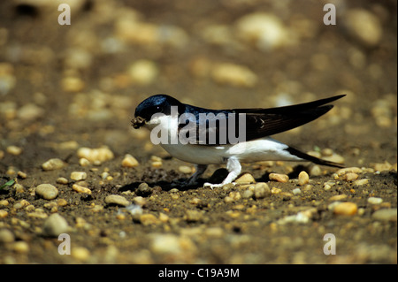 Mehlschwalbe (Delichon Urbicum) sammeln Verschachtelung Material, Apetlon, Neusiedlersee, Burgenland, Austria, Europe Stockfoto