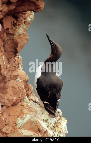 Dünn-billed oder Common Murre oder gemeinsame Guillemot (Uria Aalge) thront auf Vogel Felsen, Helgoland, Nordsee, Deutschland, Europa Stockfoto