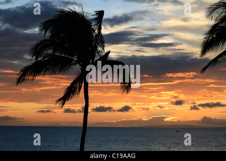 Palmen in der Abenddämmerung, Kahekili Beach Park, Ka'anapali Beach, Maui, Hawaii, USA Stockfoto