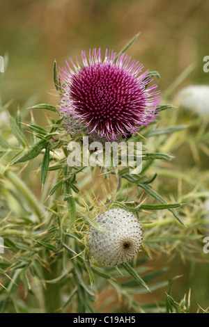 Woolly Thistle (Cirsium Wollgras), Rhön, untere Franken, Bayern, Deutschland, Europa Stockfoto