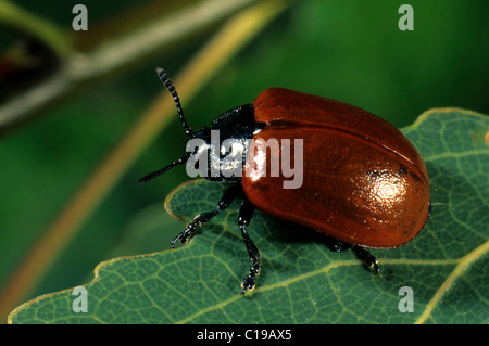 Pappel Getreidehähnchen (Chrysomela Populi) Stockfoto