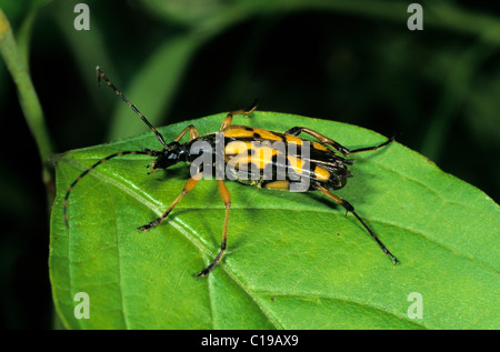 Spotted Longhorn (Rutpela Maculata) Stockfoto