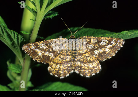 Gemeinsamen Heide Moth (Ematurga Atomaria), Weiblich Stockfoto