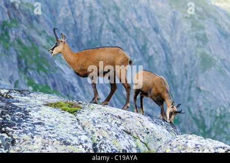 Junge Gämsen (Rupicapra Rupicapra) junge steht auf einem Felsvorsprung Stockfoto