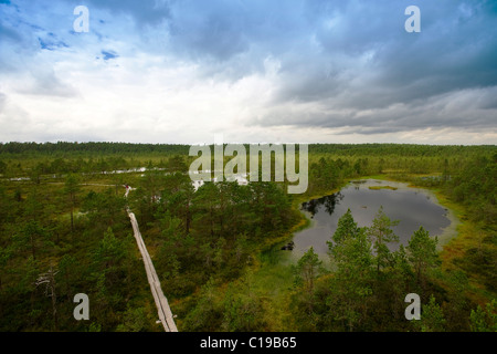 Viru Raba, Moor, Nationalpark Lahemaa, Estland, Baltikum, Europa Stockfoto